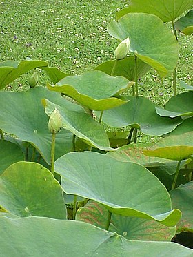 Nelumbo lutea com o característico círculo amarelado no centro da folha