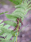 Osmunda claytoniana Pinas férteis contraídas.