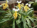 Paphiopedilum barbigerum