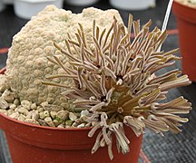 Pseudolithos cubiformis