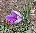 Perfil da flor, Serra de Casteltallat, Catalunha, Espanha