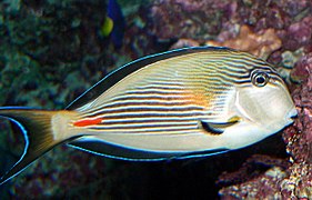 Acanthurus sohal