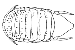 Ancinus depressus