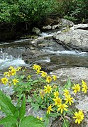 Arnica lanceolata (Washington, États-Unis).