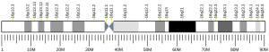 Chromosome 16 humain