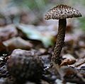 Cuticule et pied méchuleux (Inocybe hystrix)