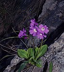 Krainer-vivan (Primula carniolica) är strikt endemisk för Slovenien och finns bara i ett cirka 6 mil långt och 6 mil brett område söder om huvudstaden Ljubljana.