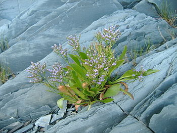 Limonie de Nash à l'Île aux Basques.