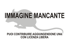 Immagine di Oreoryzomys balneator mancante