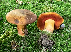 Neoboletus xanthopus, le Bolet à pied jaune, comestible cuit.