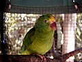 Tui parakeet (B. sanctithomae)