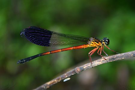 Euphaea cardinalis (ആൺതുമ്പി)