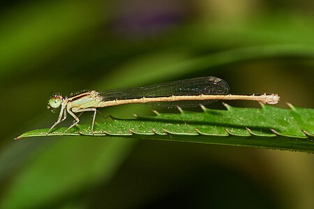 Ischnura rubilio (പെൺതുമ്പി)