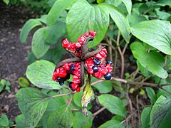 Paeonia wittmanniana, ripe follicles with seeds