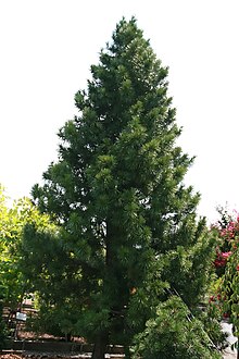 Sciadopitys verticillata 2zz.jpg