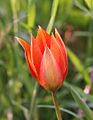 Tulipa orphanidea