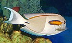 Thumbnail for Acanthurus olivaceus