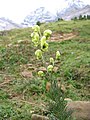 Aconitum anthora.