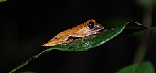 orange frog with darker snout and large, brown eyes sits on a dark green leaf, on a black background