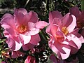 Simple-flowered Camellia × williamsii cv. 'Brigadoon'