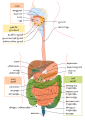 മലയാളം • マラヤーラム語