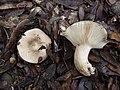 !Lactarius ilicis!