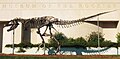 Tiranosauru Tyrannosaurus rex