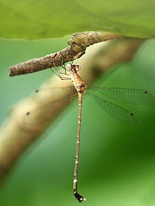 Platylestes platystylus (പെൺതുമ്പി)