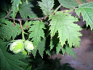 Corylus avellana ssp. Harriefeld