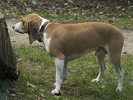 Schweizerischer Niederlaufhund