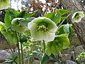 Helleborus orientalis