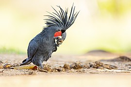 Palm Cockatoo 0A2A7769