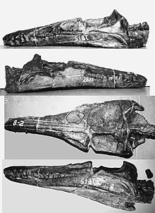 Plesiopleurodon skull.jpg