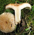 !!Lactarius pubescens!!