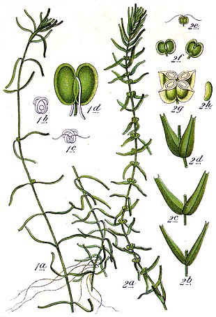 Tegning fra Deutschlands Flora