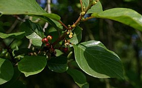 Frangula alnus