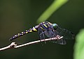 Onychothemis testacea-from Nilambur