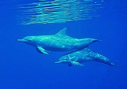 Un couple de grands dauphins (Tursiops truncatus)