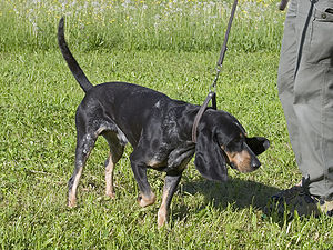 Luzerner Laufhund