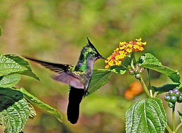 Antillean crested hummingbird feeding from specimen