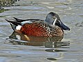 Male - Scotland Heights Waterfowl Park