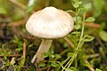 Inocybe umbratica