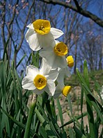 ニホンズイセン Narcissus tazetta var. chinensis