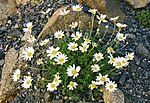 Anthemis cretica