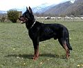 Beauceron