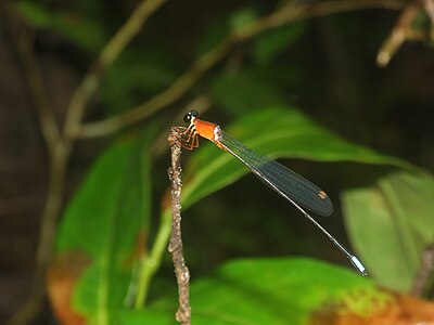 Indosticta deccanensis (ആൺതുമ്പി)