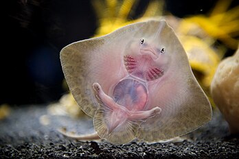 Une jeune raie brunette (Raja undulata) photographiée à l’aquarium français Nausicaá de Boulogne-sur-Mer. (définition réelle 4 641 × 3 094)