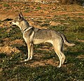 Lobito herreño