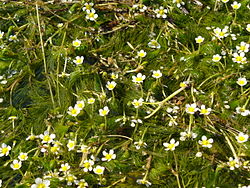 Ranunculus trychophyllum NRM.jpg