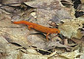 Red eft, Harriman State Park